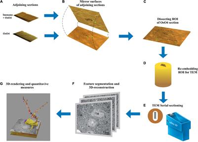 Application of the Mirror Technique for Three-Dimensional Electron Microscopy of Neurochemically Identified GABA-ergic Dendrites